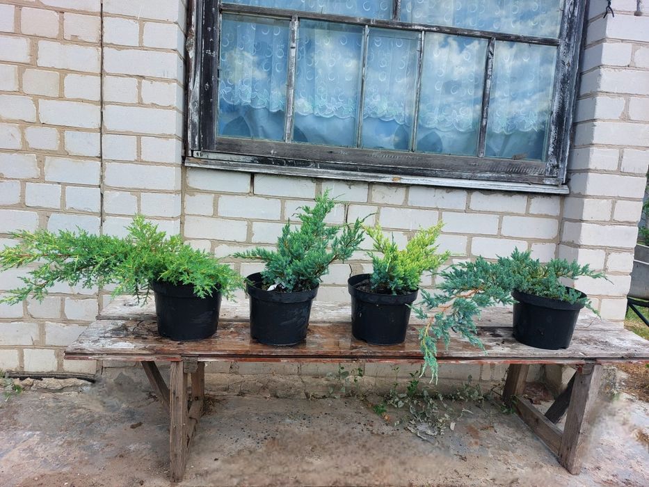 Ялина Коніка, ялина Нідіформіс, ялівці скельний Блю Ароу та інші