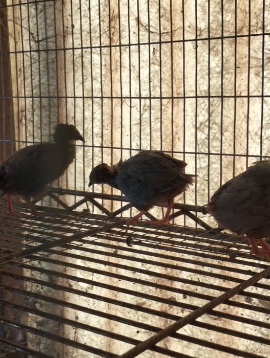 Aves Mandarins várias cores