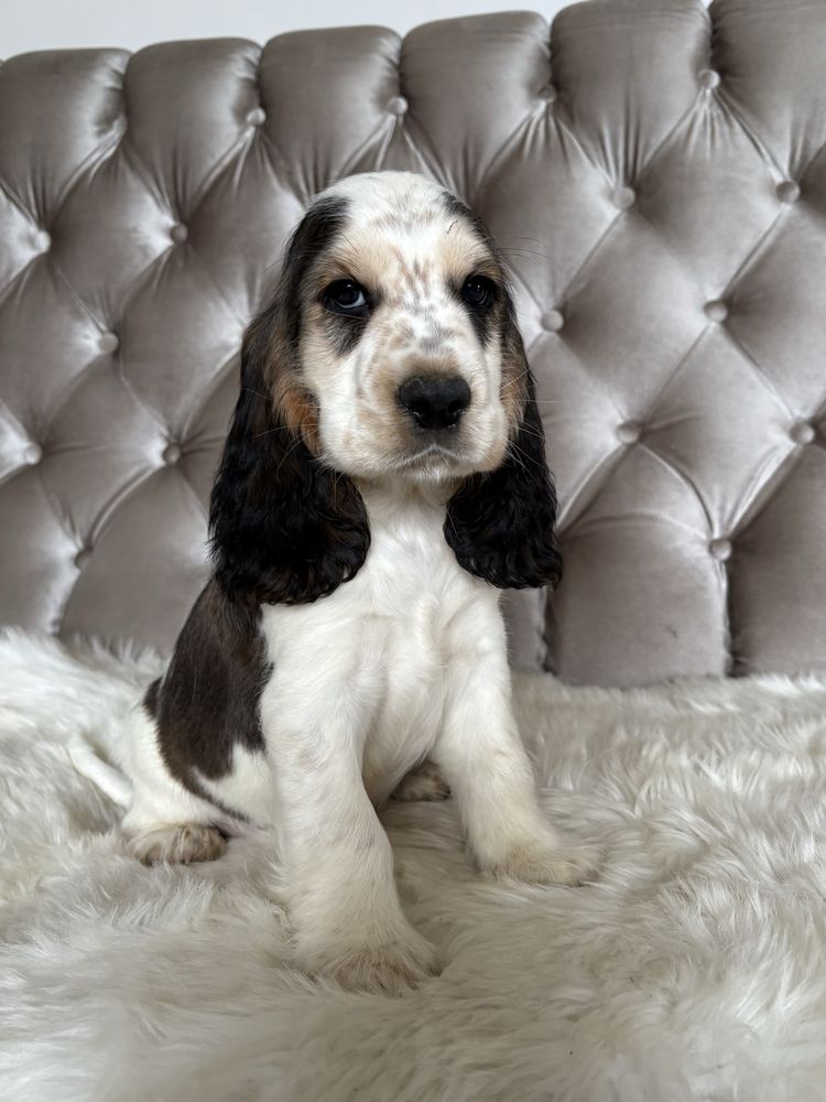 Piesek Cocker Spaniel Angielski