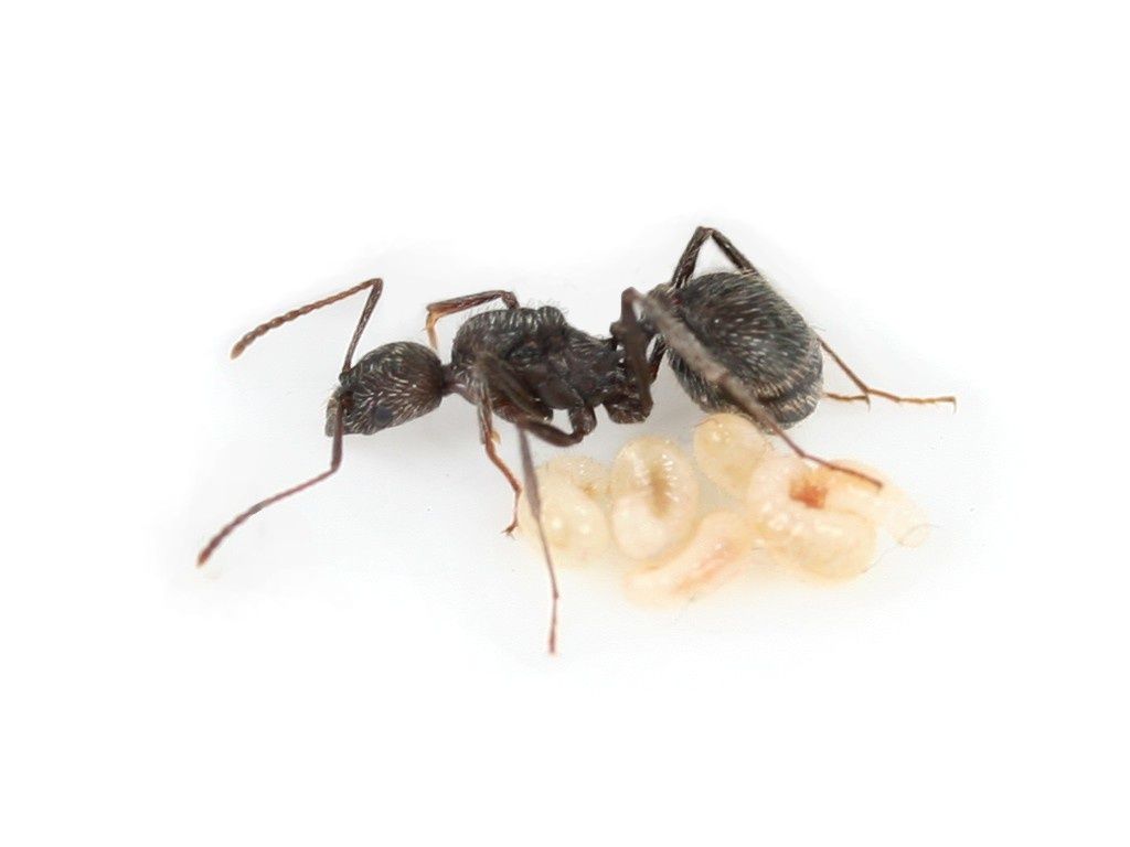 Aphenogaster senilis экзотические муравьи
