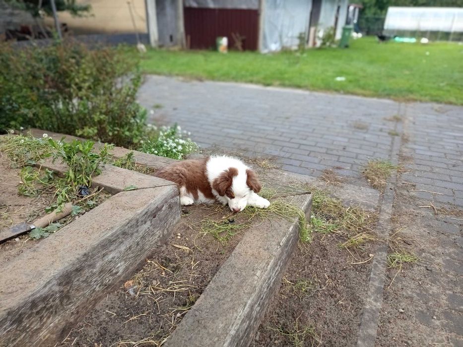 Miniaturowy Owczarek Amerykański MAS
