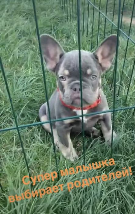 Девочка мини типаж! Шикарный окрас лилак тан