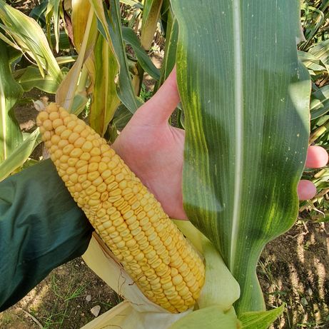 Nasiona kukurydzy 80 tyś nasion Yevro 260 FAO kiszonka kukurydza