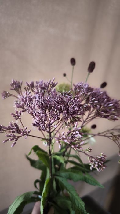 Сідач Purple Bush посконник багаторічний