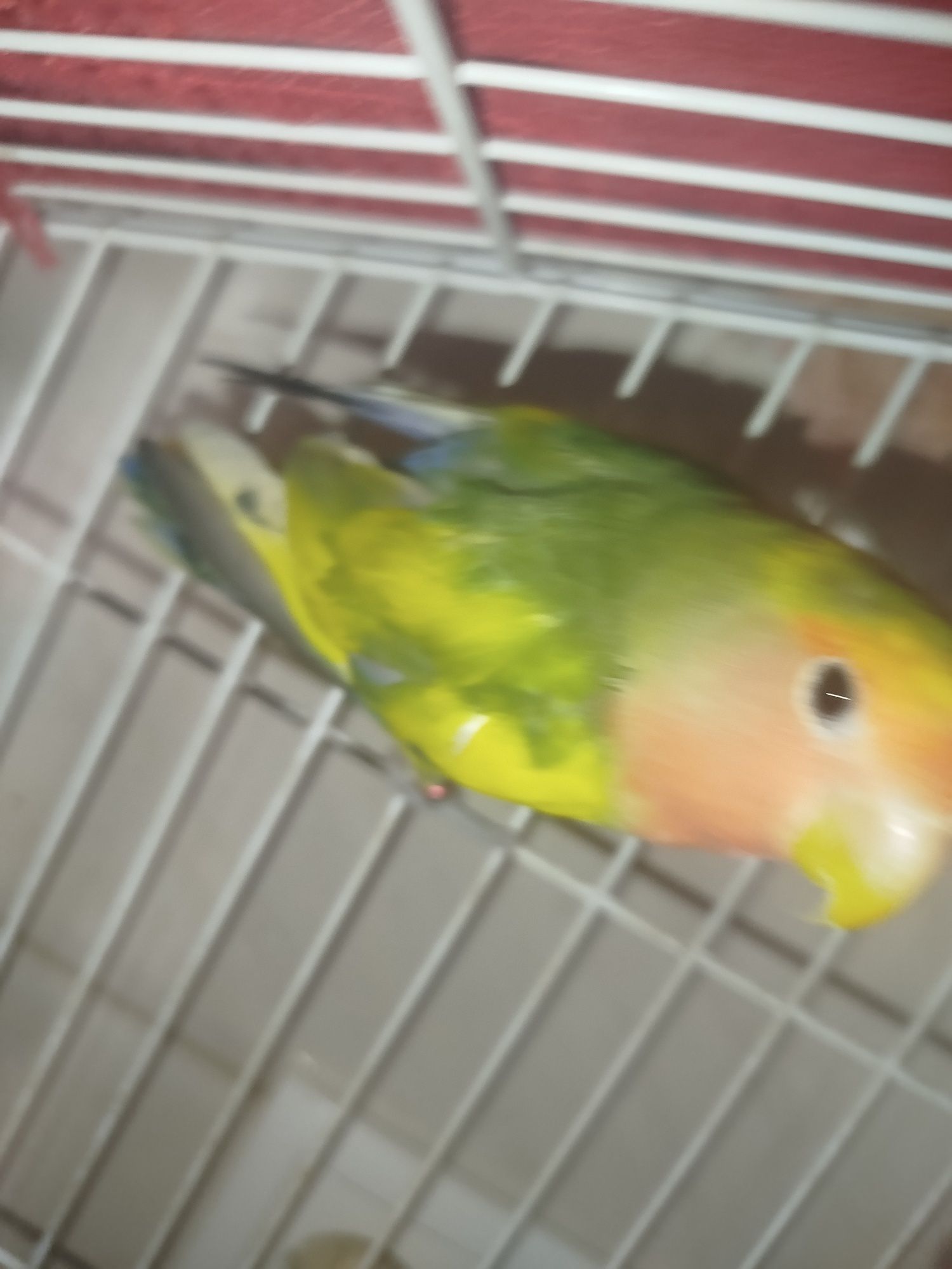 Agaporni criado a mão