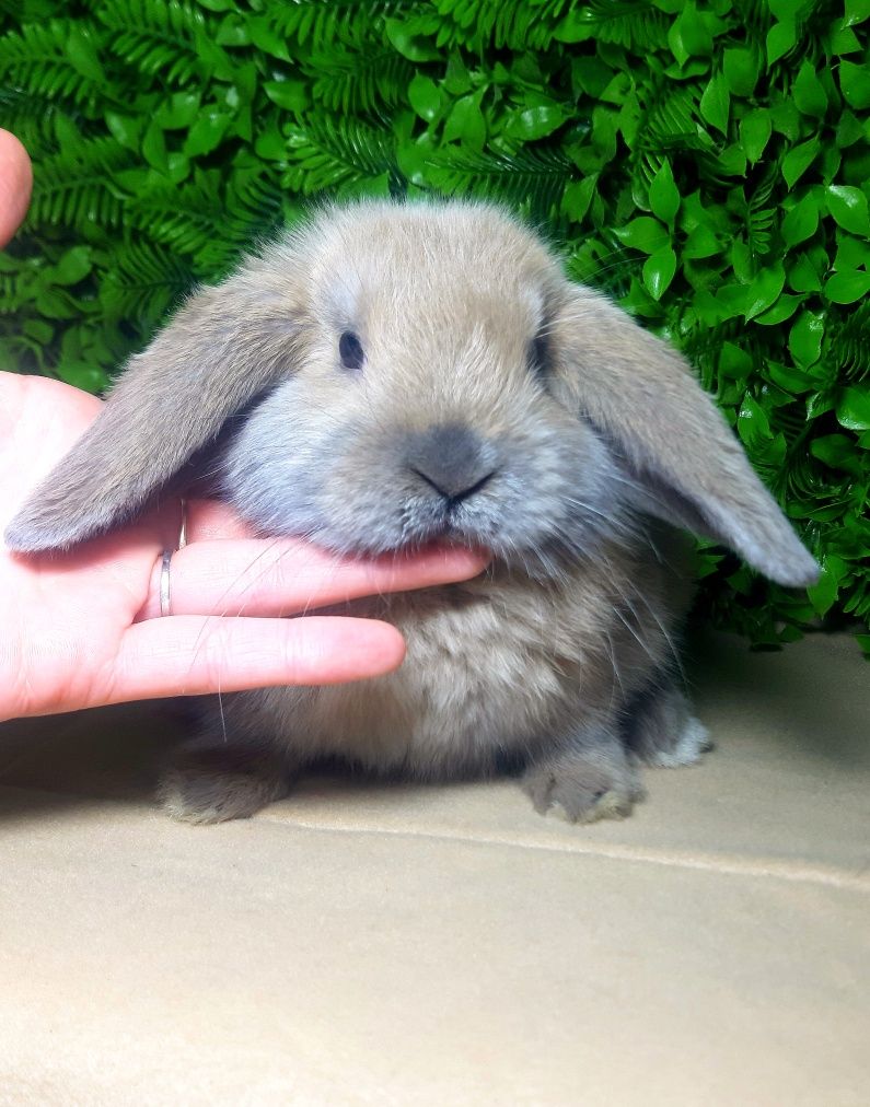 Карликовый мини кролик,карликовий міні,декоративные декоративні