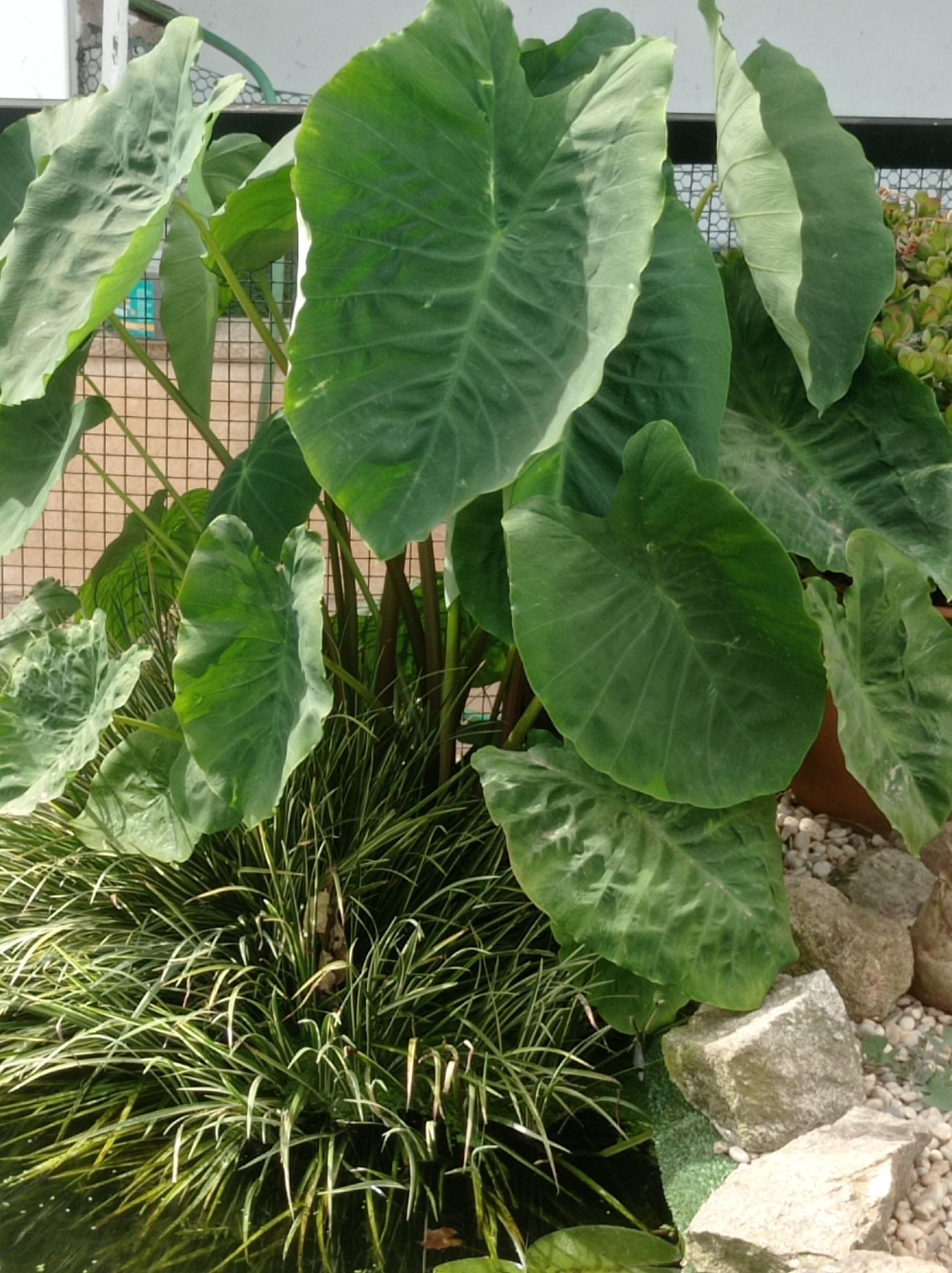 Disponível Thalia dealbata e Colocasia