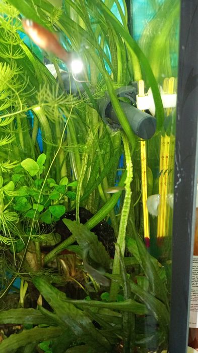 Nurzaniec Vallisneria 'Tiger'