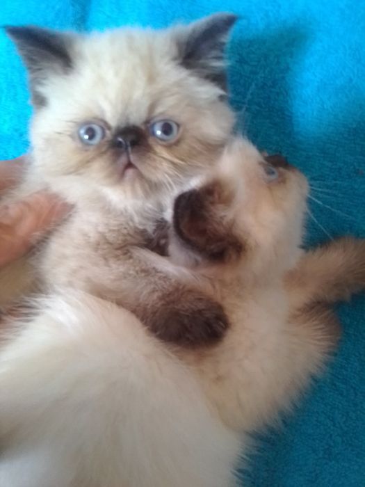 Котята экзоты в продаже.