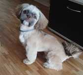 Reproduktor Shih TZU