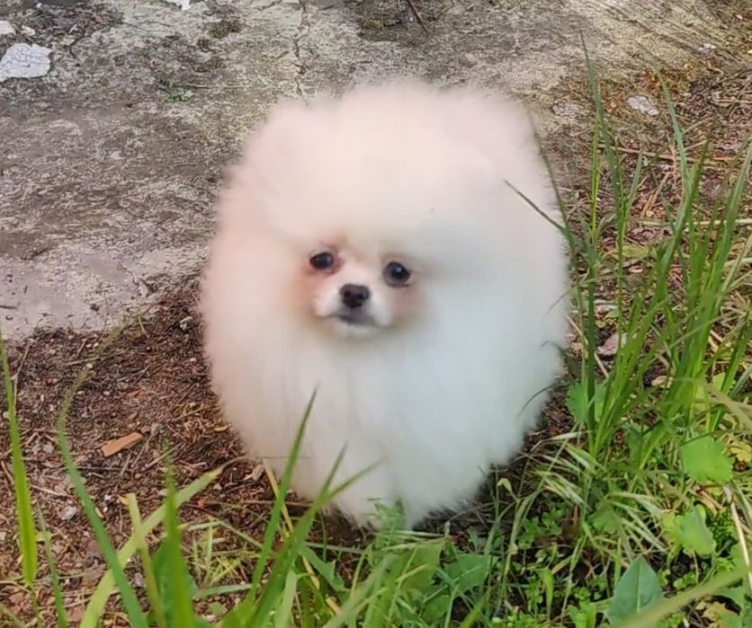 Білий промінчик щастя. Міні дівчинка шпіца