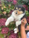 Rough collie menina exemplar