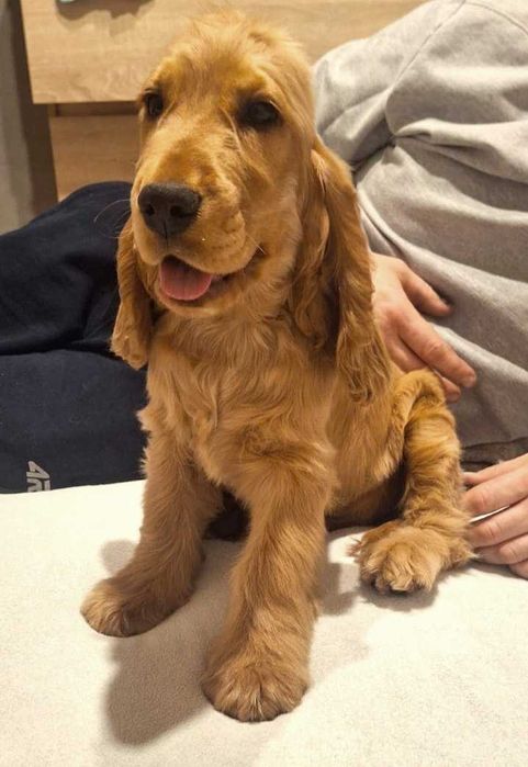Cocker spaniel angielski