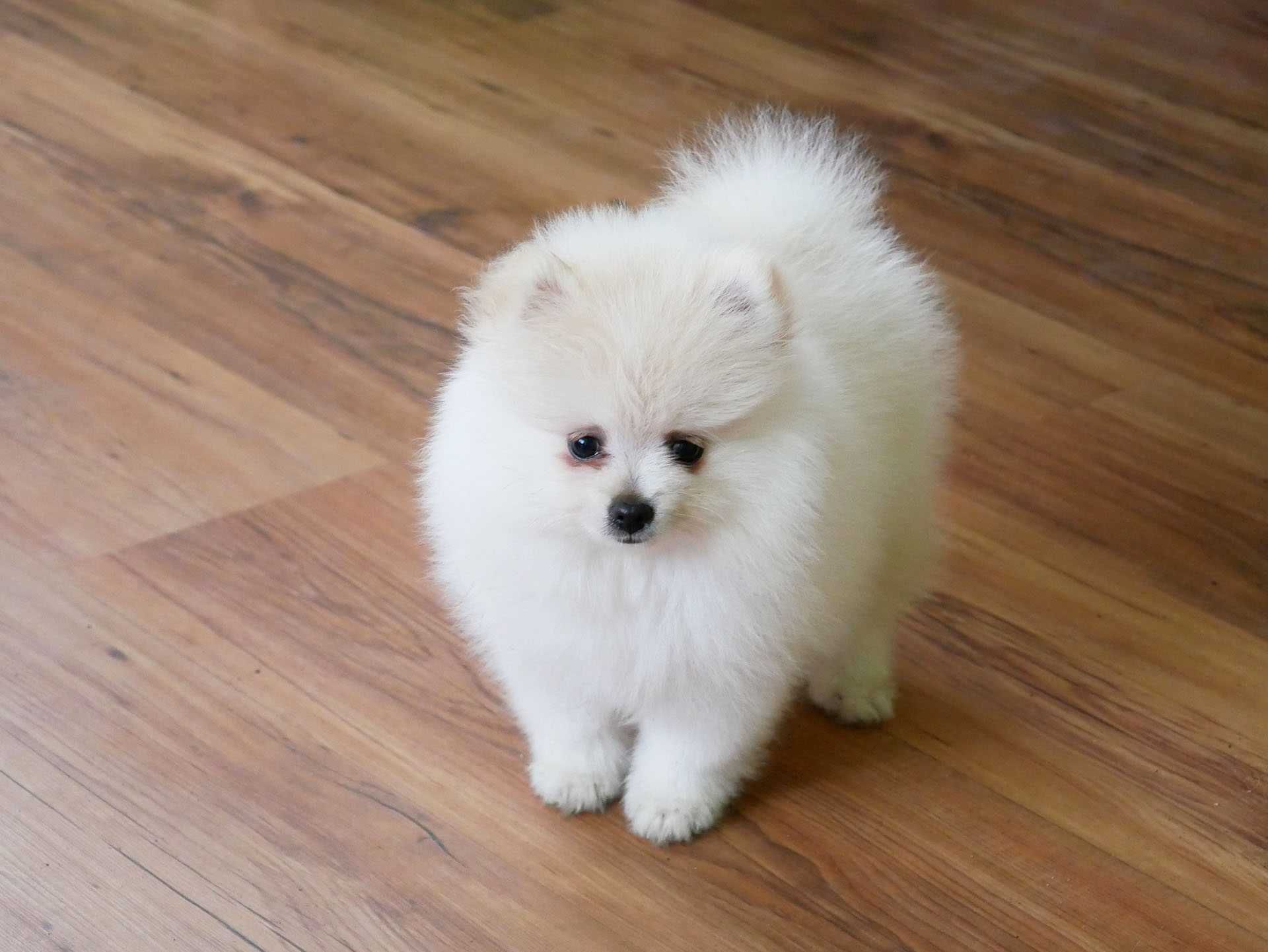Szpic miniaturowy Pomeranian Boo Szpice  Rodowód Chip Samiec