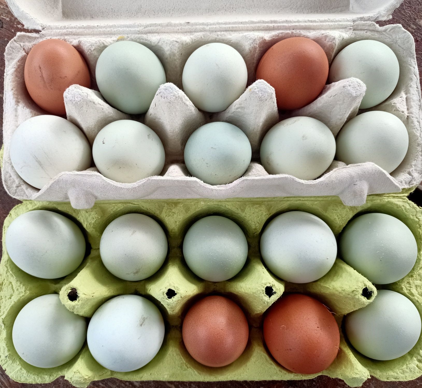 Jaja lęgowe marans Green Shell