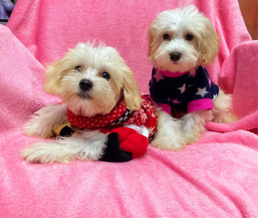 Chlopiec Maltipoo szuka rodziców Maltańczyk & Pudel Toy