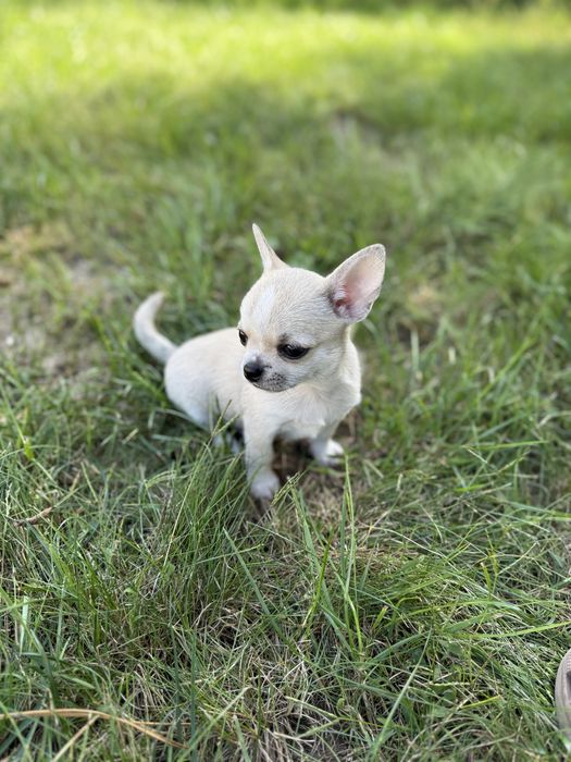 Chihuahua krótkowłosy