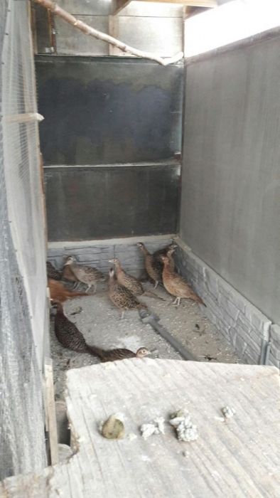 Фазан румынский охотничий ( самки)