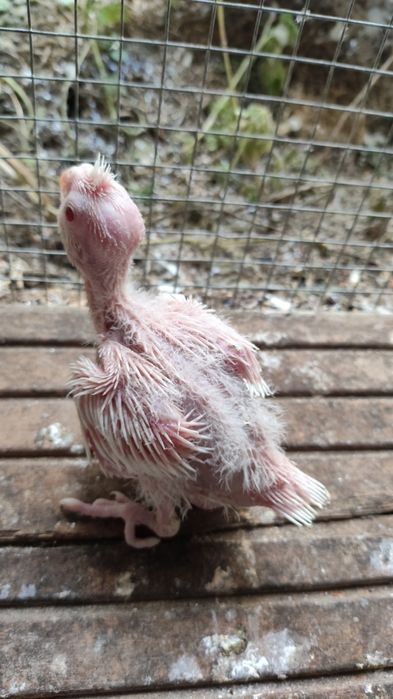 Caturras jovens para criar á mão.