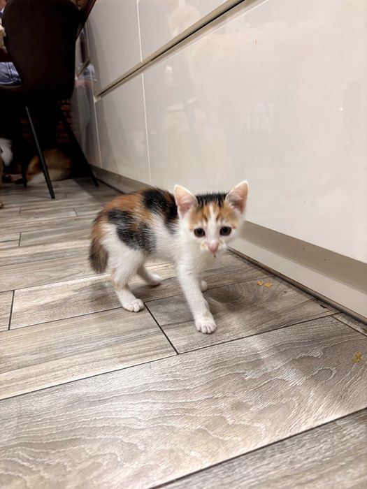 Małe kocięta szukają domów!