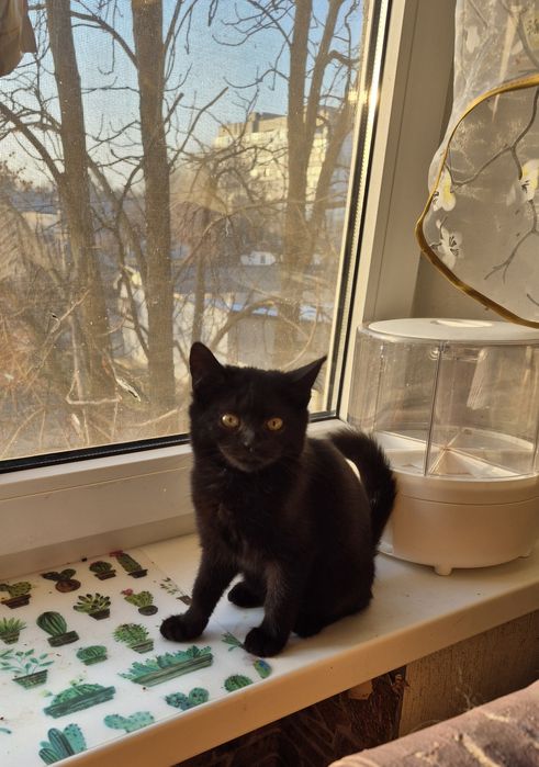 Шккаємо дім для маленької кішечки