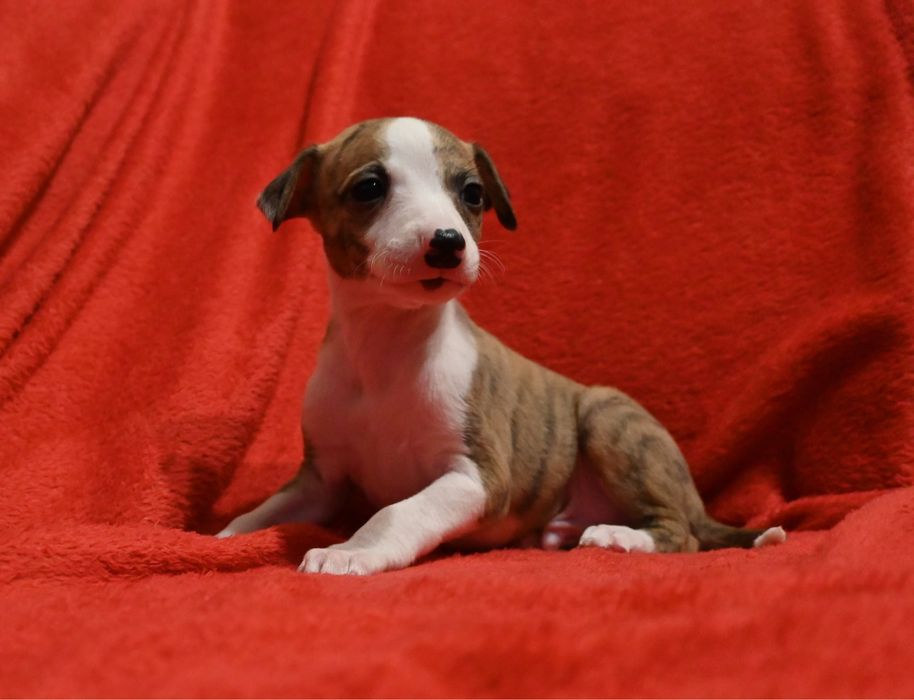 Whippet Chart Angielski-piesek