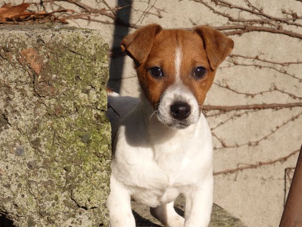 Jack Russell Terrier piesek #DIGGER# WZORZEC RASY JRT pure breed MALE