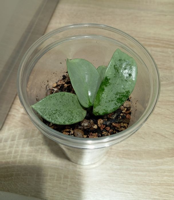Hoya hoja Hoya carnosa Nova Ghost, ukorzeniona i rosnąca