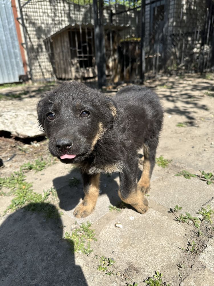 Віддам щенят Німецької вівчарки