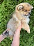 Szpic Pomeranian- Axel
