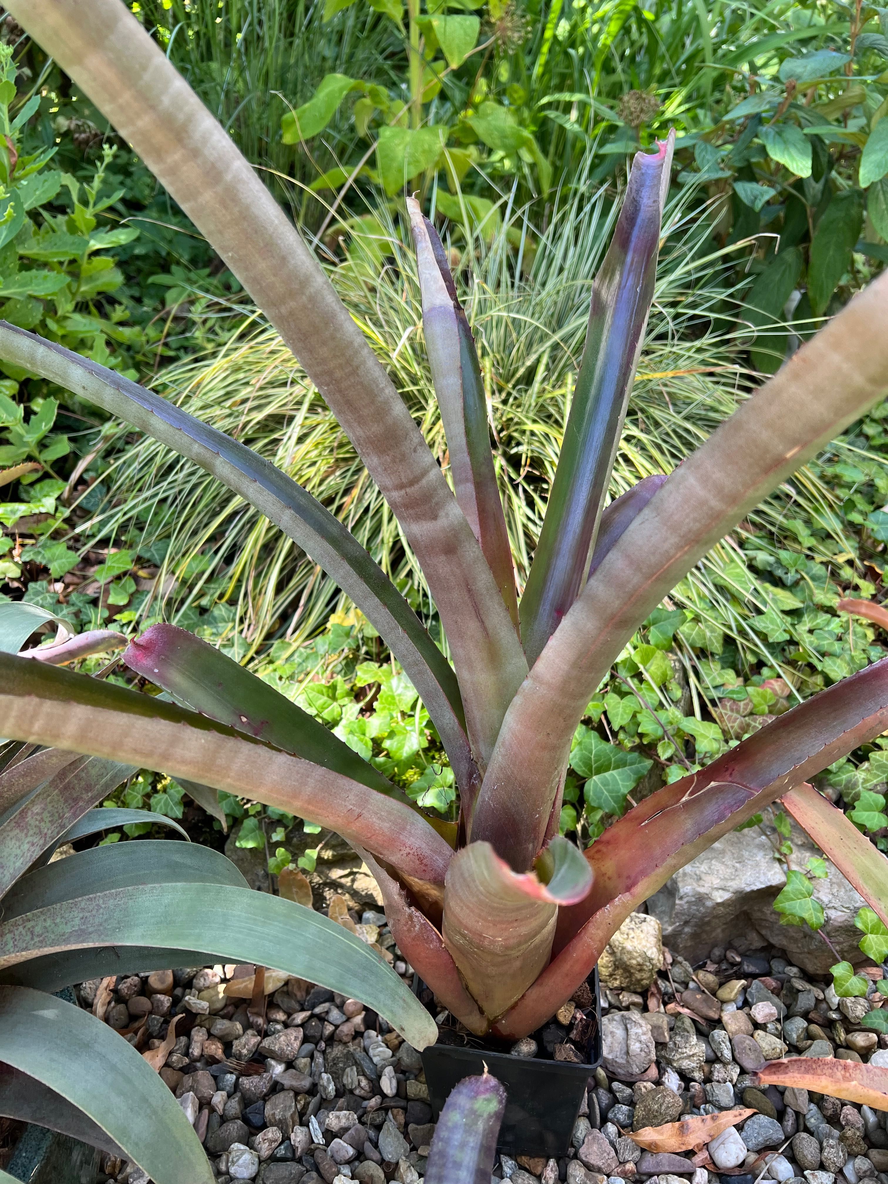 Neoregelia bromelia tillandsia