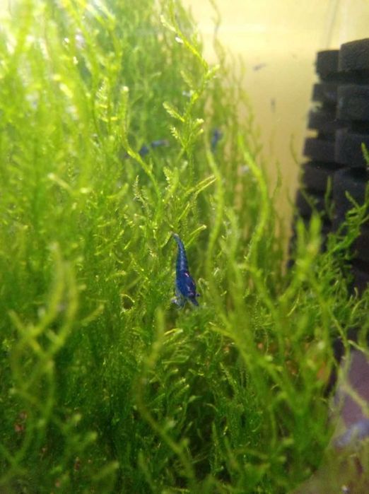 Krewetki Neocaridina Blue
