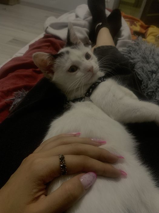 Віддам котика у хороші руки
