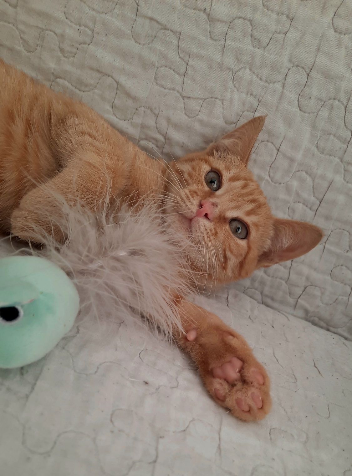 Кошеня хлопчик 3,5 місяці рудий