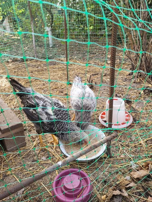 Продам молодих півней породи Грюнленгер