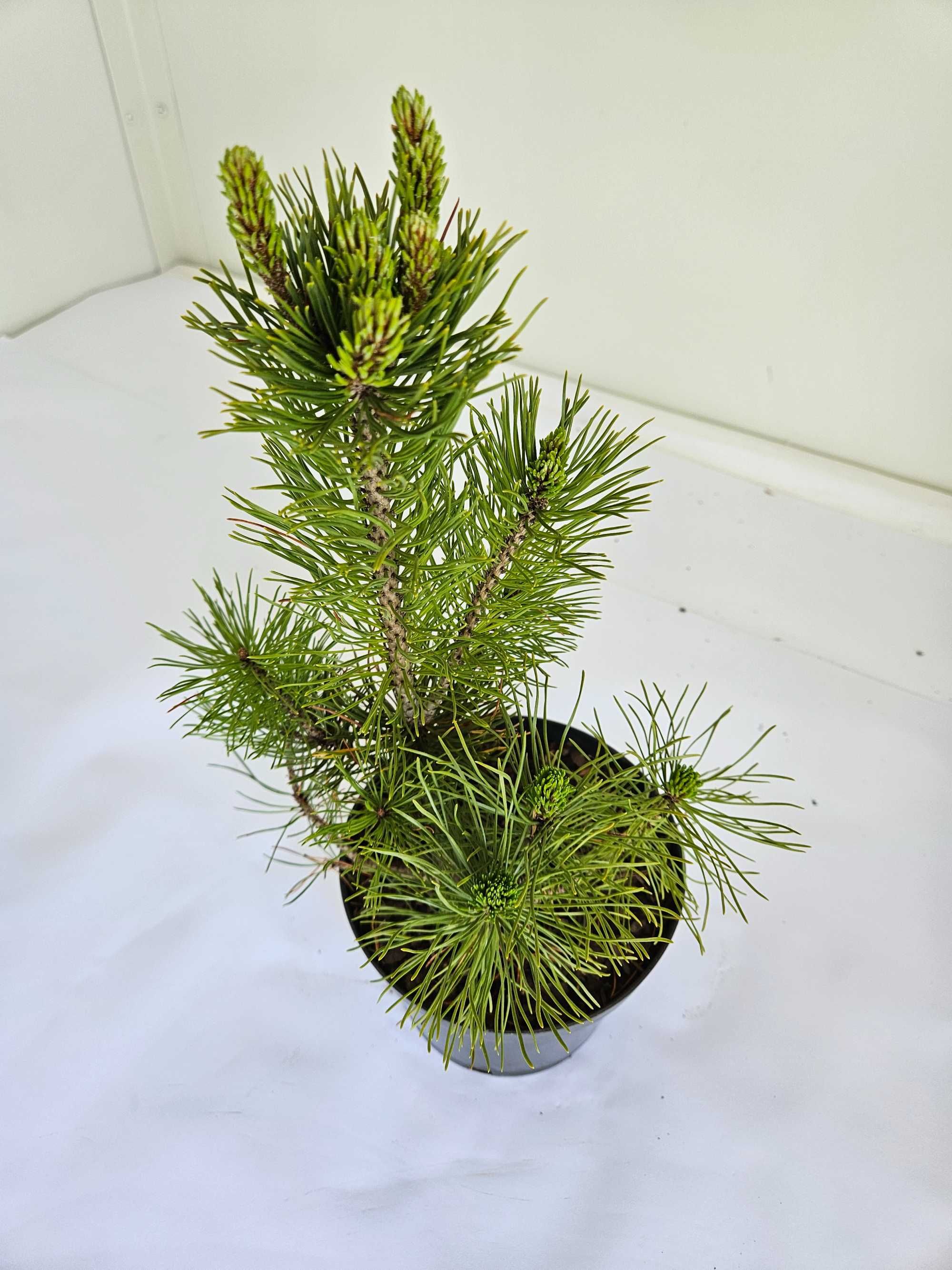Kosodrzewina 'Pumilio' (Pinus mugo 'Pumilio')
