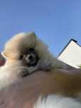 Szpic Miniaturowy Pomeranian sunia xxs