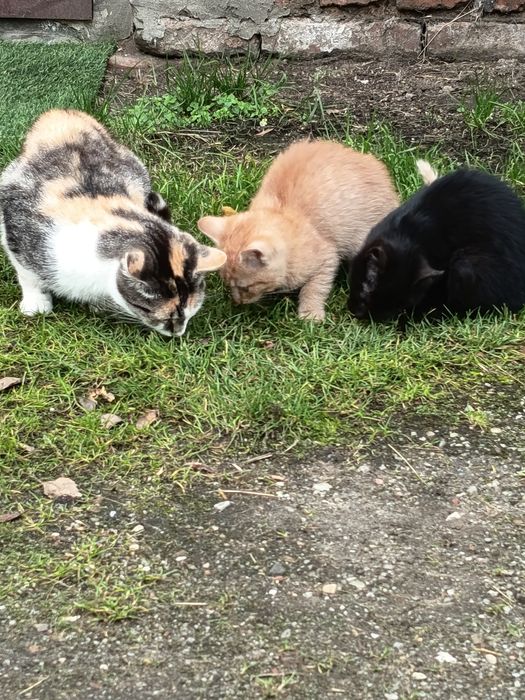 Oddam miesięczne Kotki.