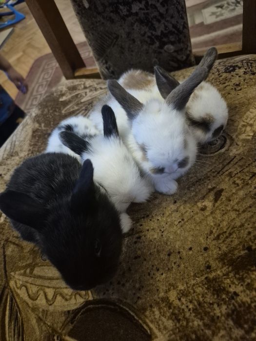Królik lop , miniaturka