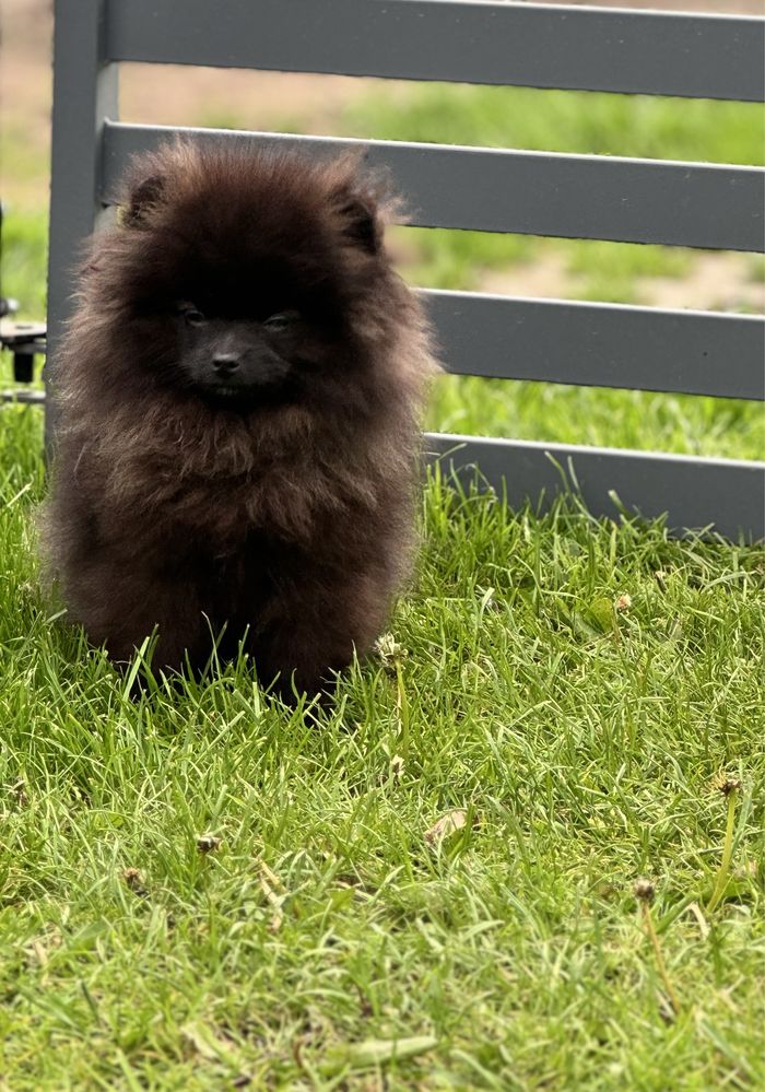 Szpic miniaturowy Pomeranian