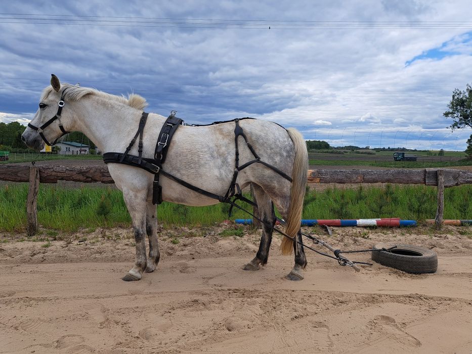 Uprząż szory singlowa cob/full kompletna