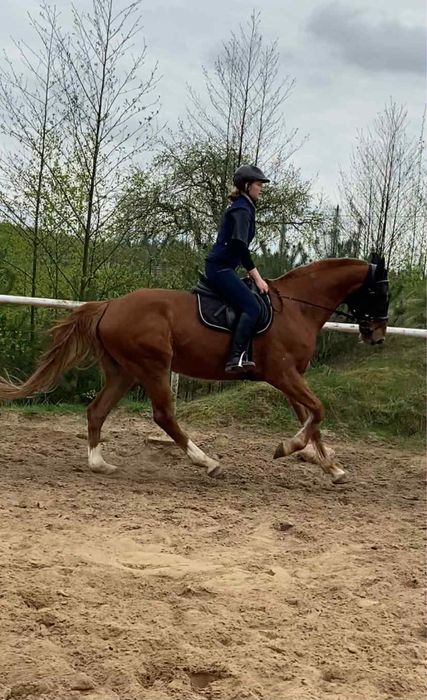 Wałach  kasztanowaty SF