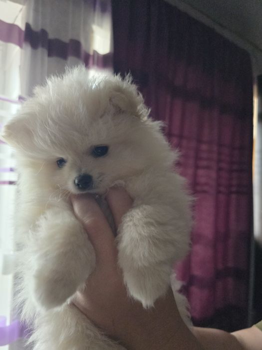 Продаю чистокровних цуценят померанського шпіца  хлопчика та дівчинку