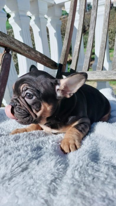 Bulldog francês  fêmea excelente