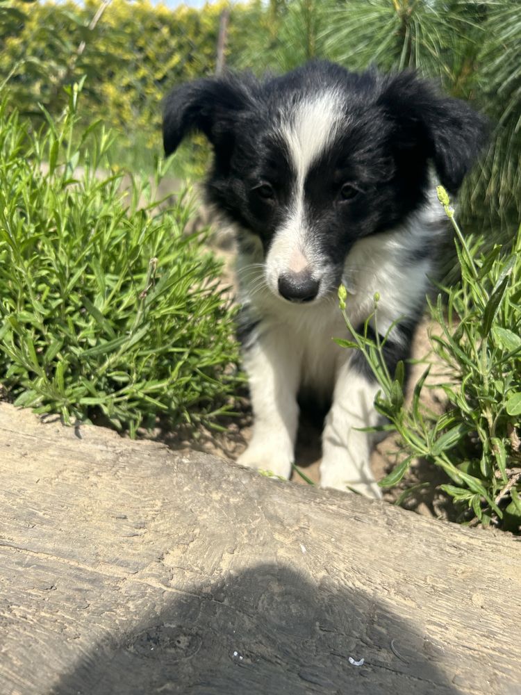 Urocza suczka Border collie