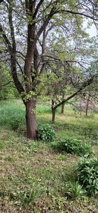 Продається будинок в с. Соснове, Черкаської обл. - 8000 у.о