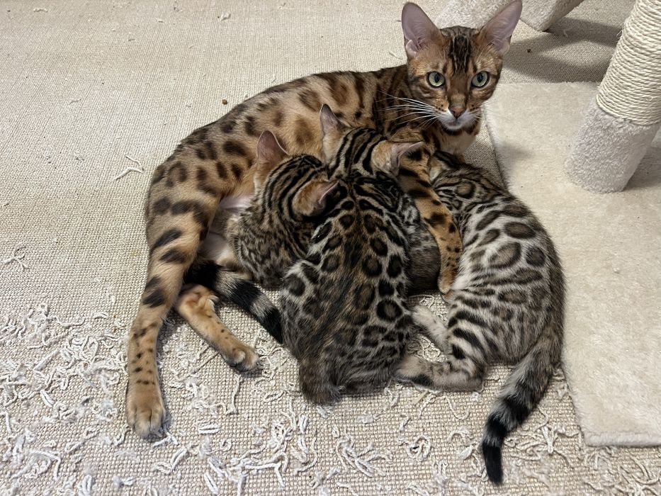 Gatinha bengal registada com LOP e vacinas