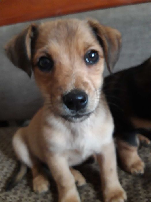 Oddam pieski w dobre ręce