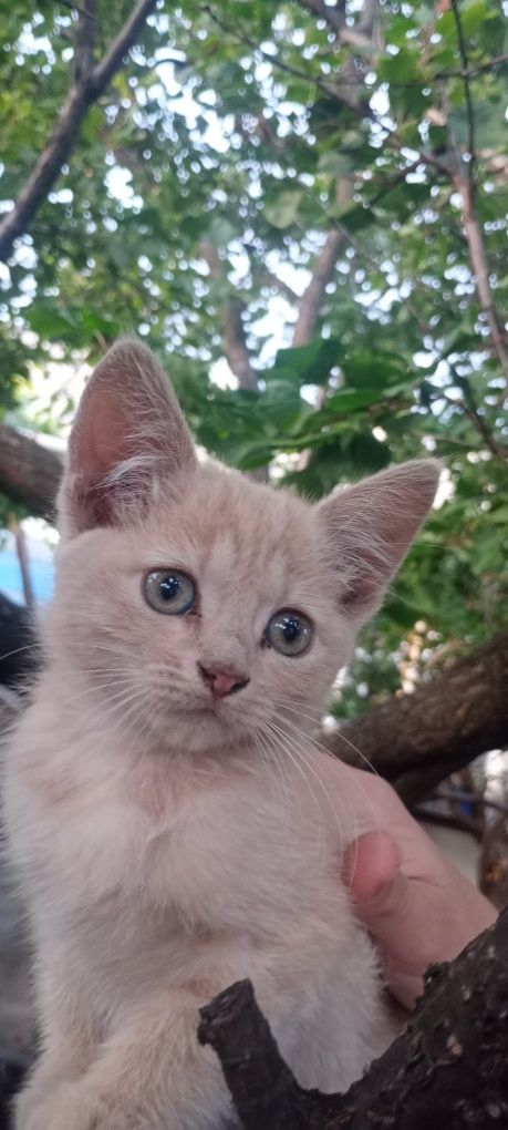 Кицюні, лагідні і муркотливі