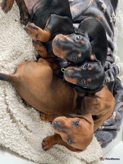 Цуценята такси – ваша мрія вже поруч